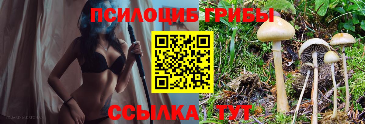 Курчалой  Галлюциногенные грибы MAGIC MUSHROOMS  Вход с VPN 